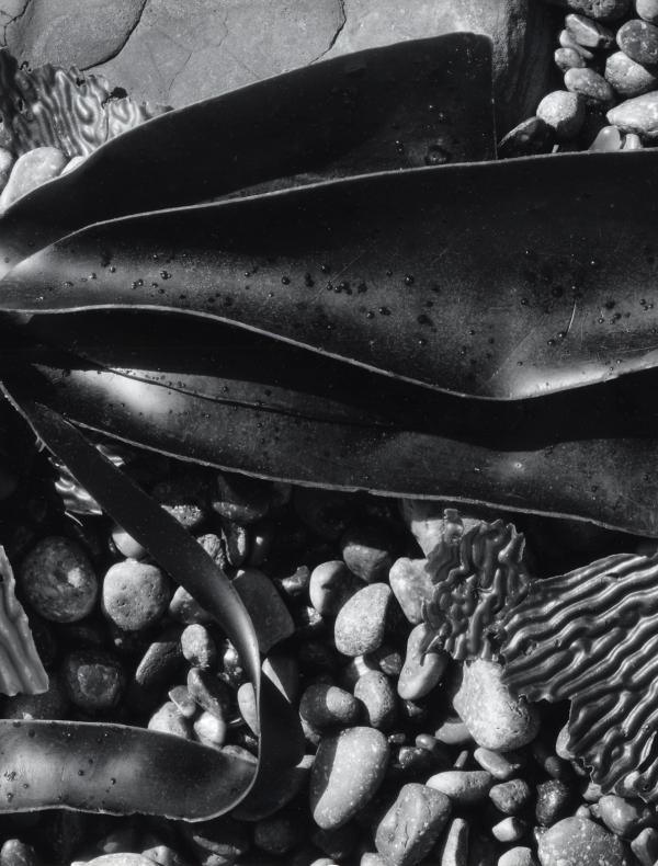 Sea kelp on top of pebbles and rocks.