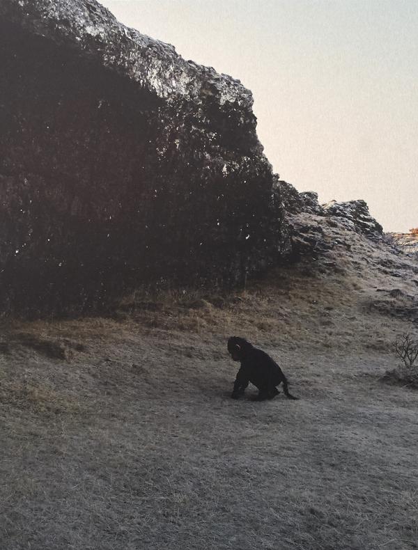 Singe sur une plage à côté d'une falaise