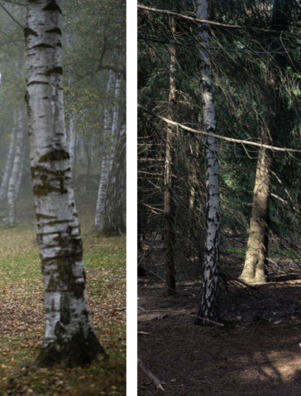 oeuvres : Giulia Cenci, le masche (detail), 2024. Installation permanente, Rittana. Photo Giorgio Perottino. Courtesy de l’artiste et de la Fondation Arte CRT. © Giulia Cenci/Oliver Laric, Hundemensch, Lustwarande Hybrids, 2018 © GJ. van ROOIJ 