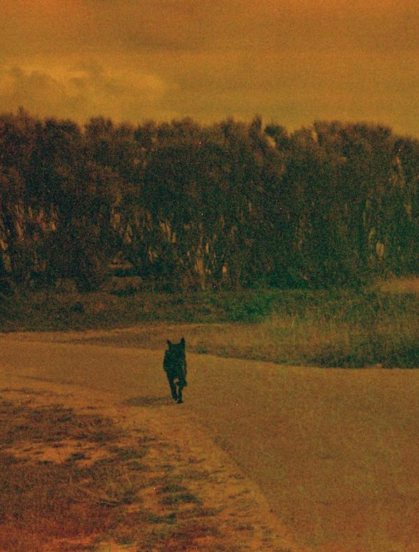 Nanténé Traoré — pays des merveilles