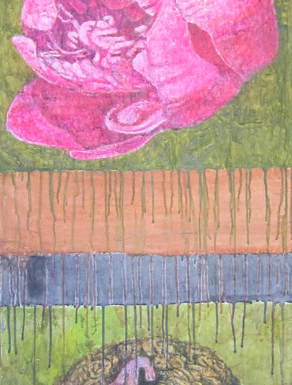 Paeonia