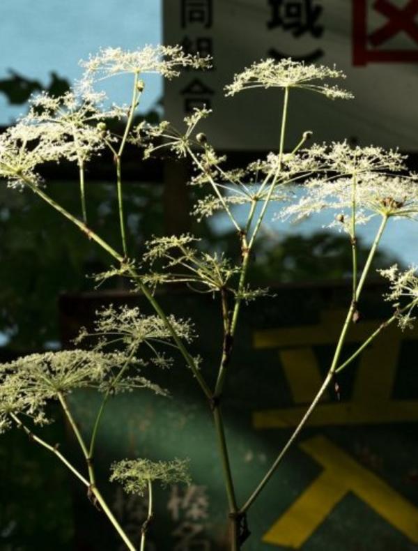 L'Écologie des relations – La Forêt amante de la mer