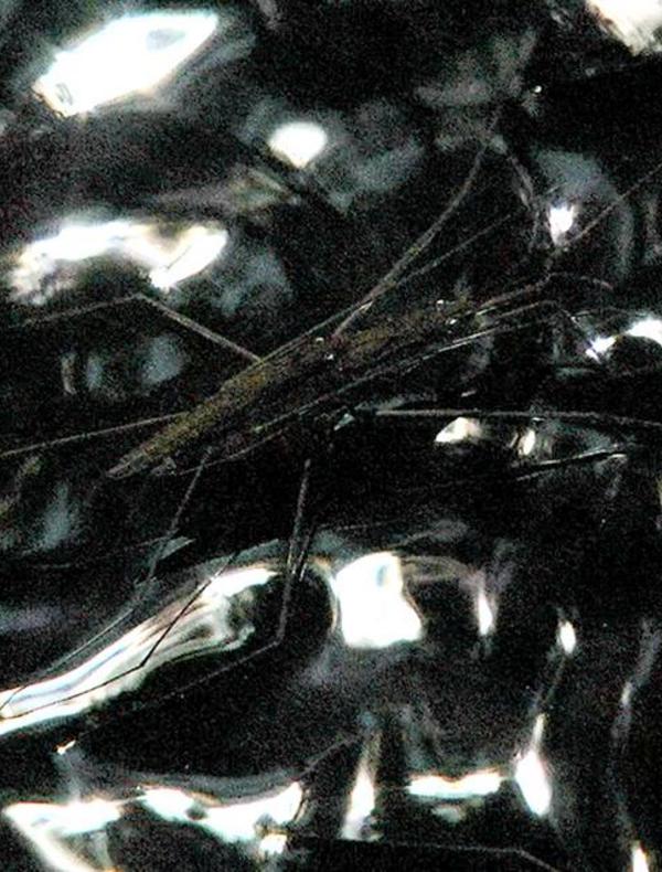 Anne-Charlotte Finel, "Gerridae", 2020, vidÃ©o HD, musique de Voiski, 4'11''.Â© Anne-Charlotte Finel. Courtesy de l'artiste et de la galerie Jousse Entreprise, Paris.