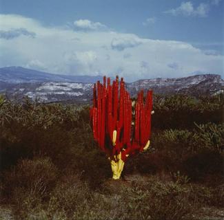 Lourdes Grobet (born Mexico City, Mexico, 1940). Untitled, from the series Painted Landscapes, circa 1982. Silver dye bleach photograph, 711/16 Ã 73/4 in. (19.5 Ã 19.7 cm). Brooklyn Museum; Gift of Marcuse Pfeifer, 1990.119.12. Â© Maria de Lourdes Grobet. (Photo: Brooklyn Museum)