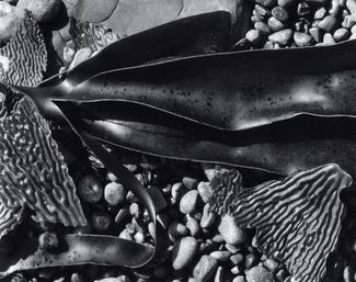 Sea kelp on top of pebbles and rocks.