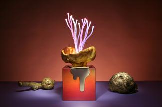 Aia Jüdes, The return of the burls 02 © Aia Jüdes