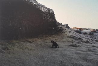 Singe sur une plage à côté d'une falaise