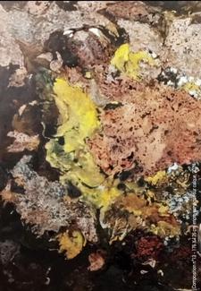 Caroline de Boissieu