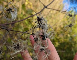 photographie de Pauline Lisowski