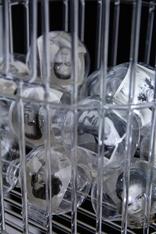 Gardes en cage, 2025, borosilicate glass, archive photos, plastic, 200 x 30 x 30 cm.