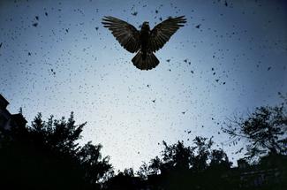 image de la série "Nous Sommes les Rêveurs" de Sandra Piretti