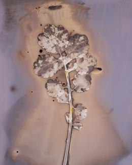 Chelidonium Majus Anaïs Tondeur