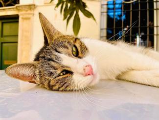 Un chat allongé fixe l'objectif