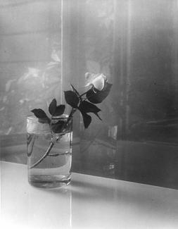 Sudek - fleurs