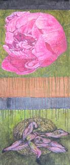 Paeonia