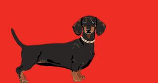 Animal culte