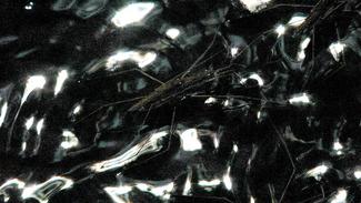 Anne-Charlotte Finel, "Gerridae", 2020, vidÃ©o HD, musique de Voiski, 4'11''.Â© Anne-Charlotte Finel. Courtesy de l'artiste et de la galerie Jousse Entreprise, Paris.