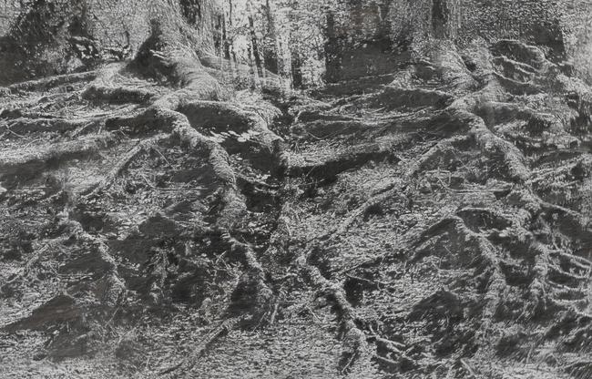 Alain Huck, Twin Roots, 2013, fusain sur papier