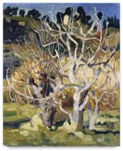 Figuiers au soleil — 1960
