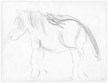 Cheval - 1965