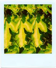 Pola-vibrations 11 - 2008