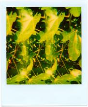Pola-vibrations 14 - 2008