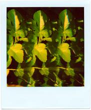 Pola-vibrations 17 - 2008