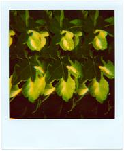 Pola-vibrations 18 - 2008
