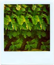 Pola-vibrations 21 - 2008