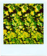 Pola-vibrations 26 - 2008