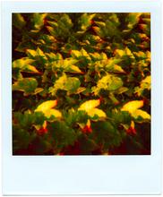Pola-vibrations 29 - 2008