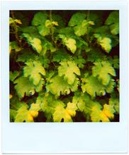 Pola-vibrations 2 - 2008
