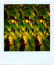 Pola-vibrations 30 - 2008