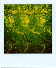 Pola-vibrations 31 - 2008