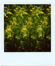 Pola-vibrations 35 - 2008