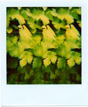 Pola-vibrations 3 - 2008