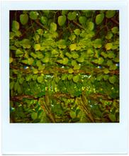 Pola-vibrations 42 - 2008