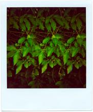 Pola-vibrations 7 - 2008