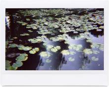 Giverny 11 - 2014