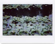 Giverny 14 - 2014