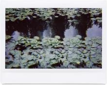 Giverny 15 - 2014
