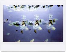 Giverny 27 - 2014