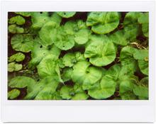 Giverny 30 - 2012