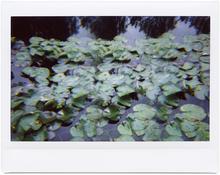 Giverny 39 - 2014