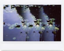 Giverny 48 - 2014