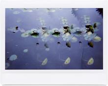 Giverny 49 - 2014