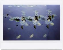 Giverny 60 - 2014