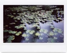 Giverny 8 - 2014