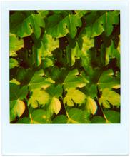 Pola-vibrations 16 - 2008