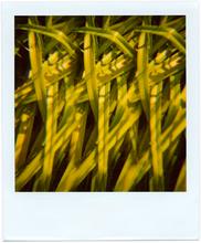 Pola-vibrations 19 - 2008
